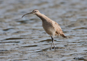 Numenius phaeopus